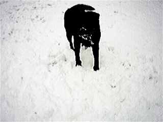 Dogfood